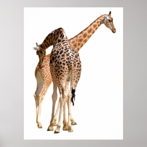 Isolated of two giraffes male and female poster