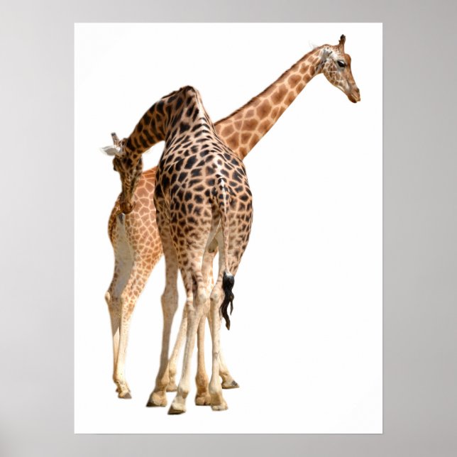 Isolated of two giraffes male and female poster (Front)