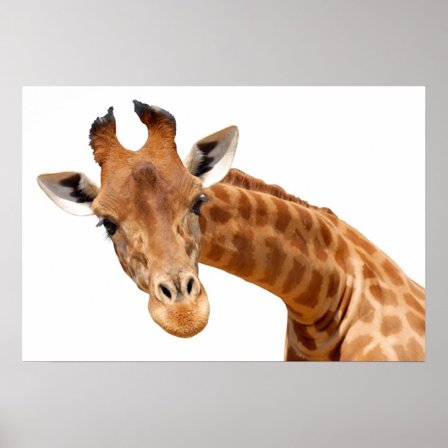 Isolated portrait of giraffe PNG Poster (Front)
