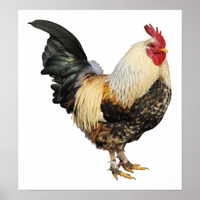 Isolated rooster poster (Front)