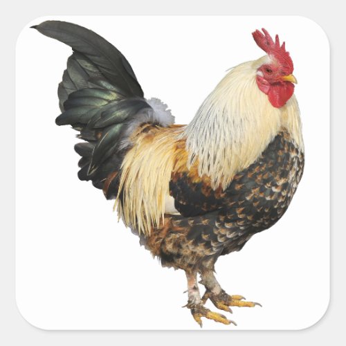 Isolated rooster square sticker