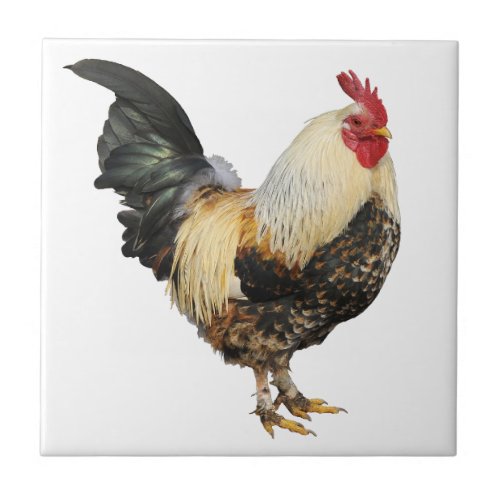 Isolated rooster tile