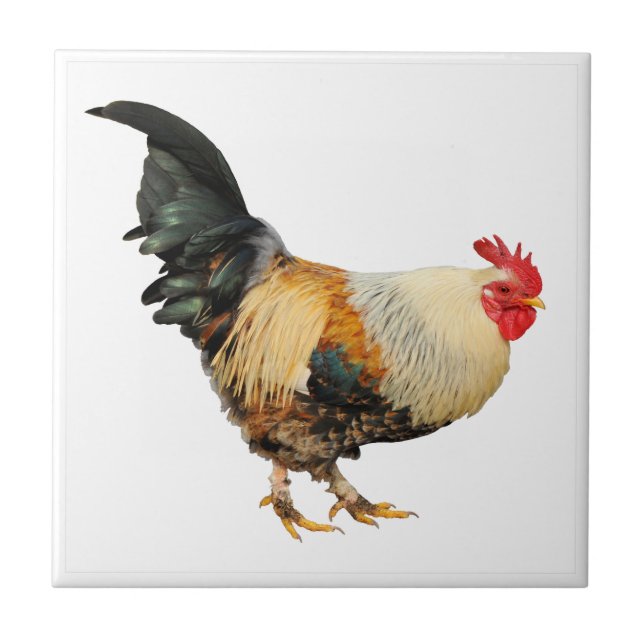 Isolated rooster tile (Front)