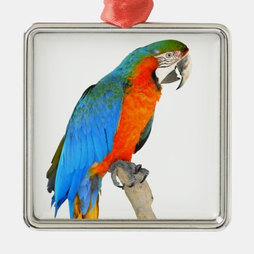 Isolated Scarlet macaw Metal Ornament