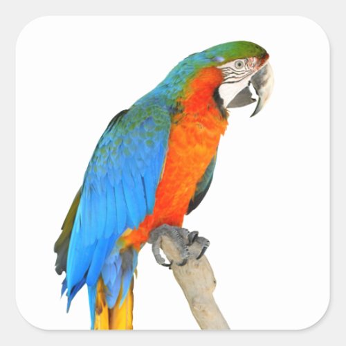 Isolated Scarlet macaw Square Sticker