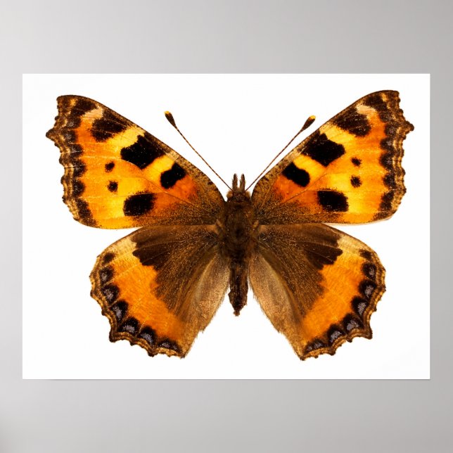 Isolated small tortoiseshell butterfly  poster (Front)