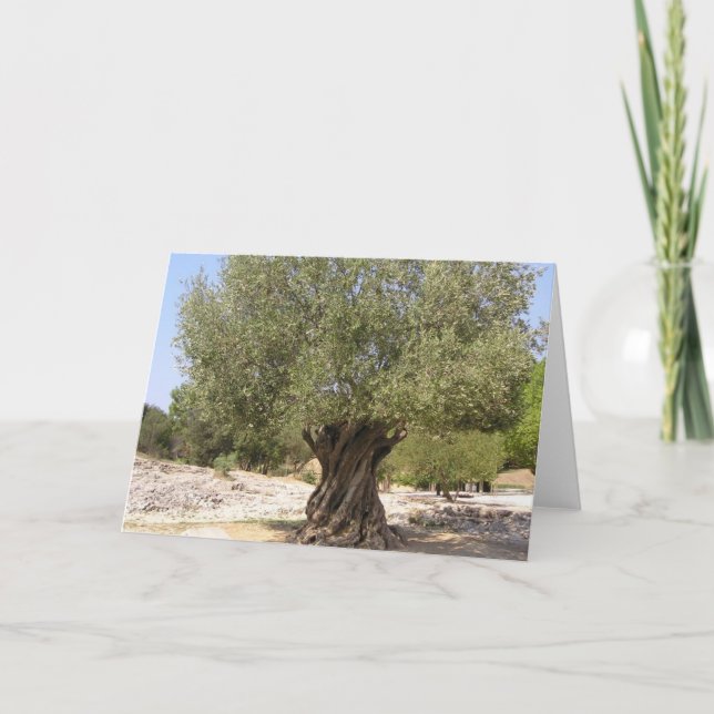Israel Olive Tree Card (Front)