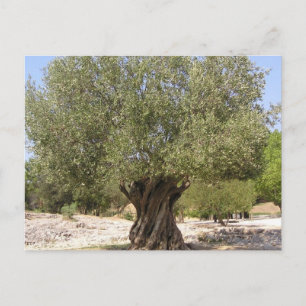 Israel Olive Tree Postcard
