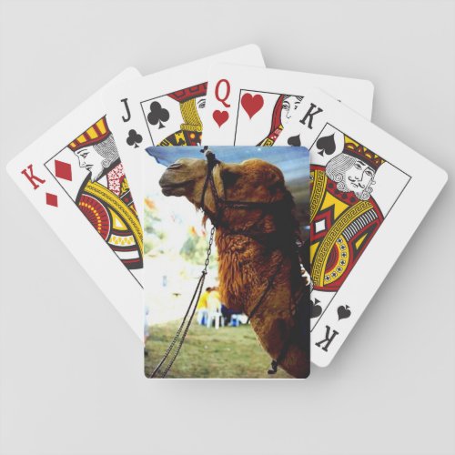 Israeli Camel Playing Cards
