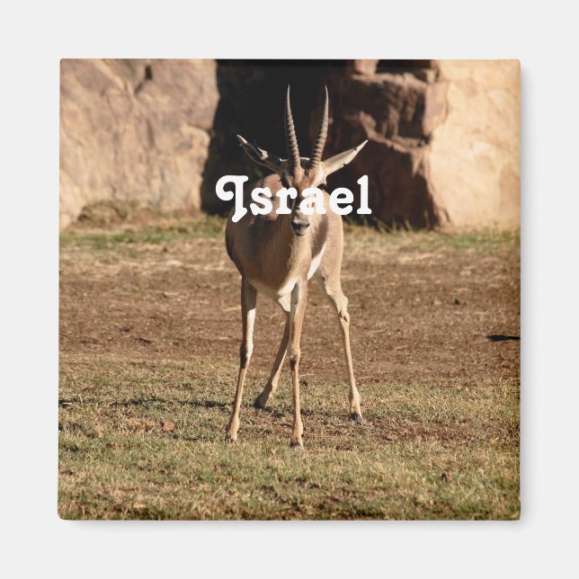 Israeli Gazelle Magnet (Front)