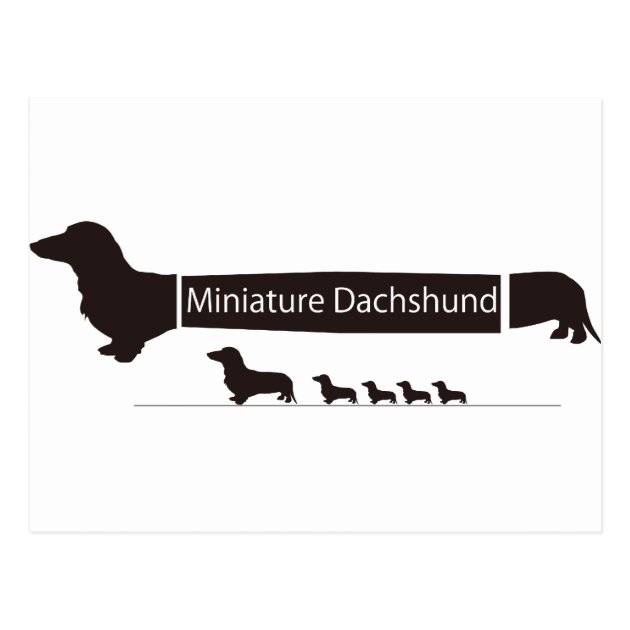 funny pictures of miniature dachshunds