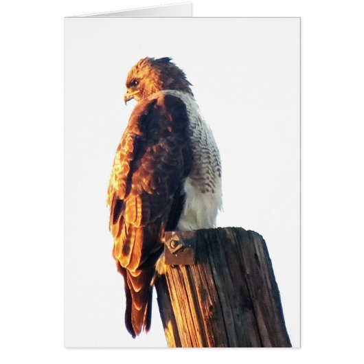 "It is Not Enough to Be Good...." Cooper's Hawk Cards (Front)