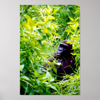It is weird to be a big monkey. poster