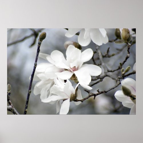 It Must be Spring Tulip Tree in Bloom Poster
