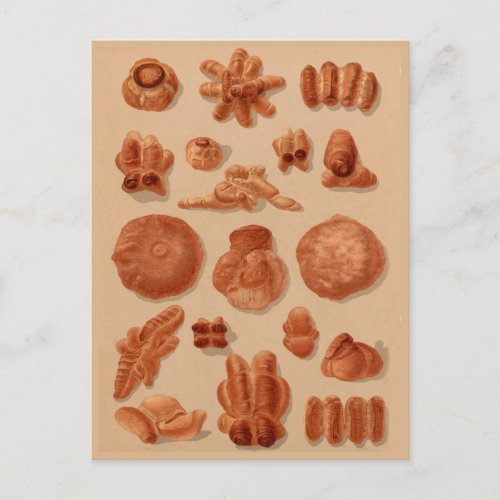 Italian Breads vintage bakers illustrations chart Postcard