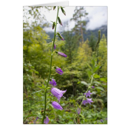 Italian cards, Borgo Valsugana (Front)