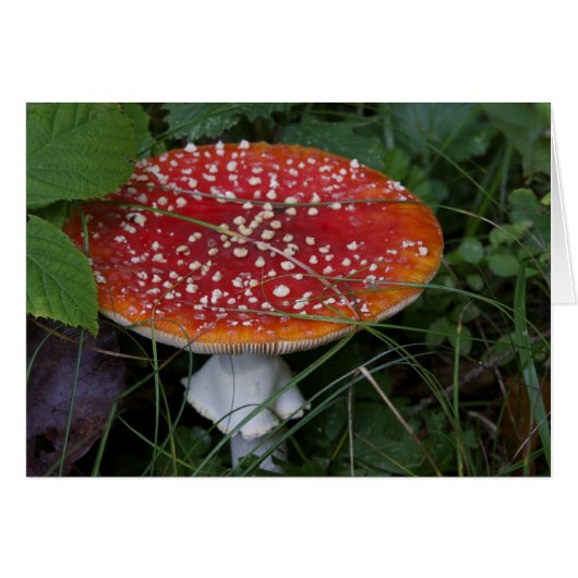 Italian cards, Borgo Valsugana (Front Horizontal)