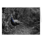 Italian cards, Trento (Front Horizontal)