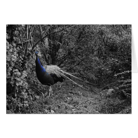 Italian cards, Trento (Front Horizontal)