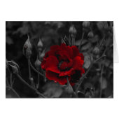 Italian cards, Trento (Front Horizontal)