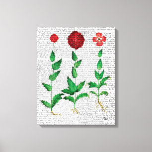 Italian Carnation 2 Canvas Print