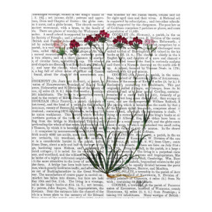 Italian Carnation 4 Acrylic Print