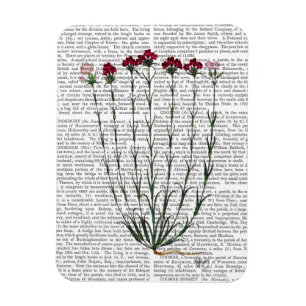Italian Carnation 4 Magnet