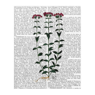 Italian Carnation 6 Acrylic Print