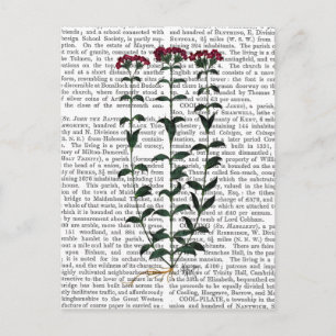 Italian Carnation 6 Postcard