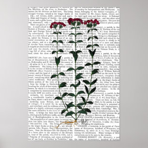 Italian Carnation Poster