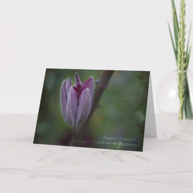 Italian Clematis Greeting Card (Front)