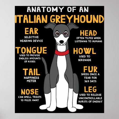 Italian Greyhound Anatomy Funny Dog Mom Dad Gift Poster