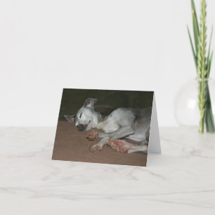 Italian Greyhound Card #1