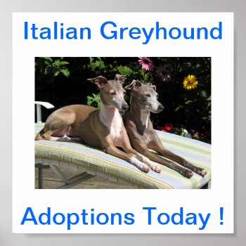 Italian Greyhound Dog Adoptions Today Signs by walkandbark at Zazzle