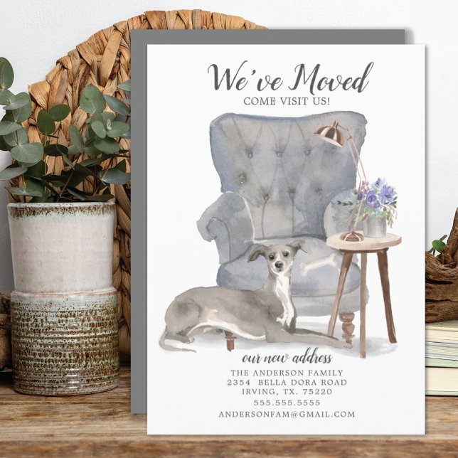 Italian Greyhound Dog | Moving Announcement (Creator Uploaded)