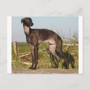 italian greyhound full.png postcard