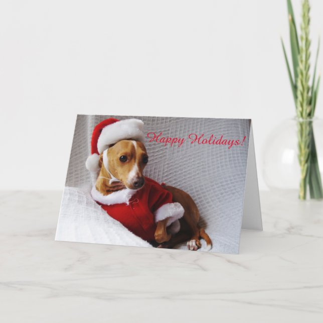 Italian Greyhound Holiday Greeting Card (Front)