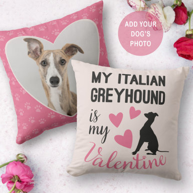 Italian Greyhound is my Valentine Dog Photo Cute