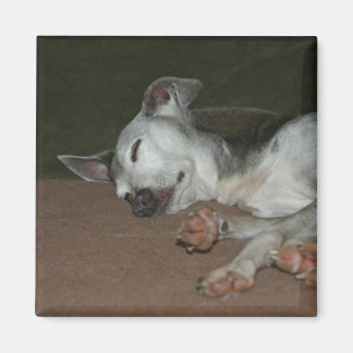 Italian Greyhound Magnet - "Max"