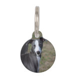 Italian Greyhound Pet Name Tag