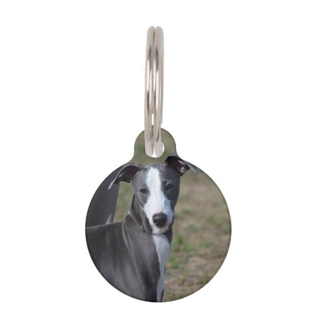 Italian Greyhound Pet Name Tag (Front)