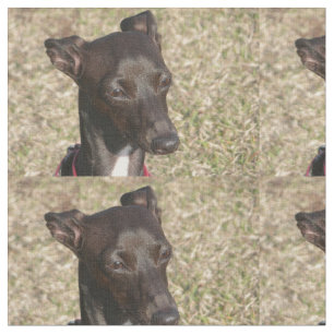 italian greyhound.png fabric