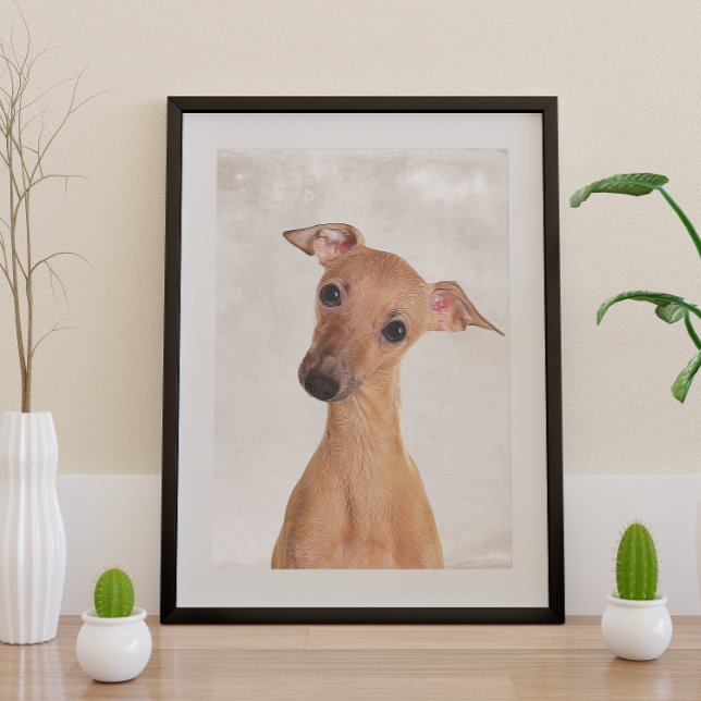 Italian Greyhound Poster (Creator Uploaded)