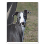 Italian Greyhound Temporary Tattoos