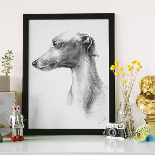 Italian Greyhound Whippet dog portrait drawing art Poster