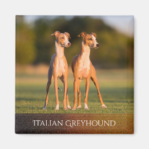 Italian Greyhounds Magnet