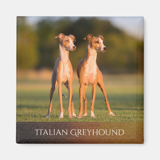 Italian Greyhounds Magnet (Front)