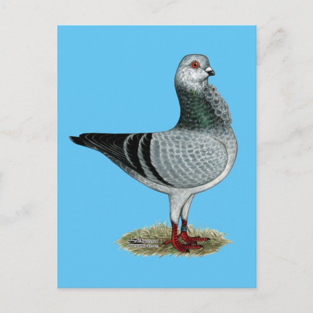 Italian Owl Grizzle Pigeon Postcard (Front)