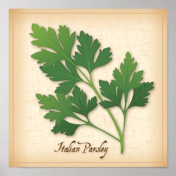 Italian Parsley Herb Poster by pomegranate_gallery at Zazzle