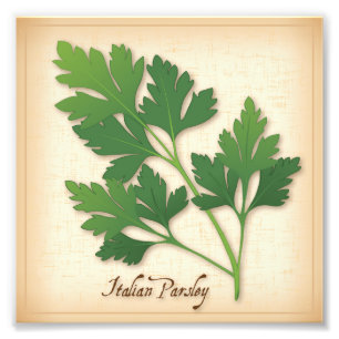Italian Parsley Photo Print